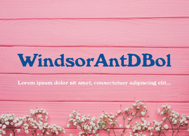 WindsorAntDBol example