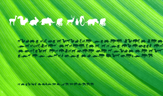 Animals example