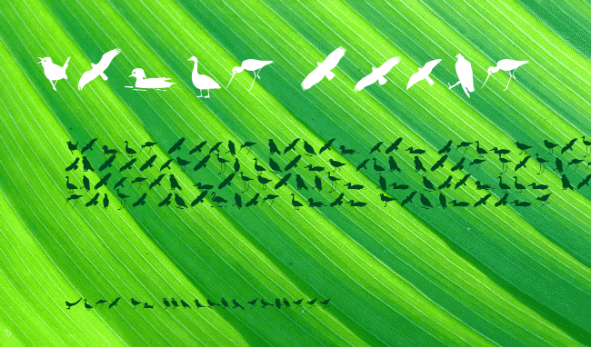 Bird Silhouettes example