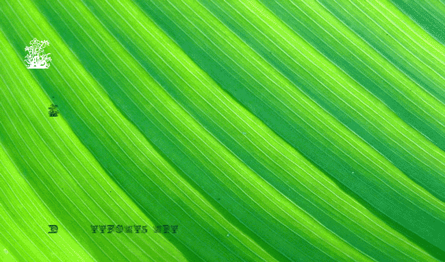 Lime Blossom Caps example