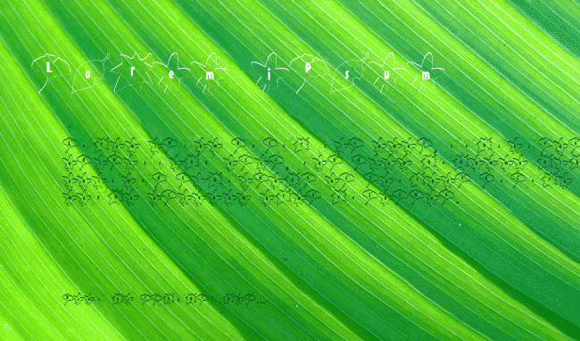 ochiba Font example
