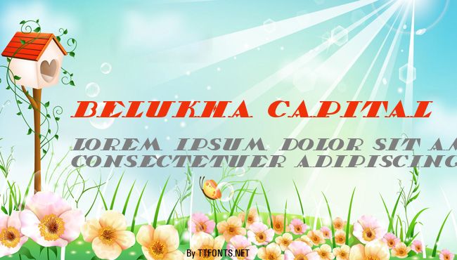 Belukha Capital example
