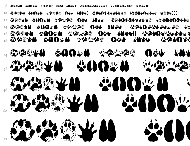 AnimalTracks Cachoeira 